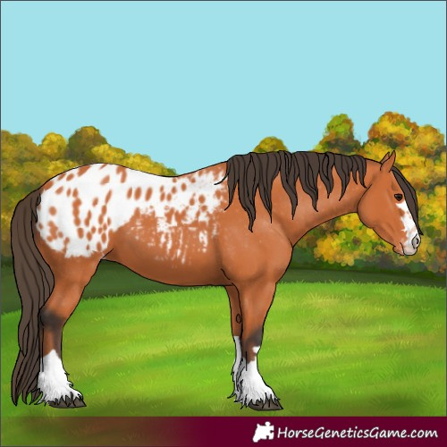 Horse Color:Bay Appaloosa 