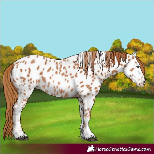 Horse Color:Chestnut Appaloosa 