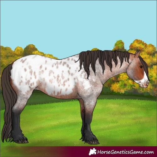 Horse Color:Bay Roan Appaloosa  and Bay Roan Frame Appaloosa 