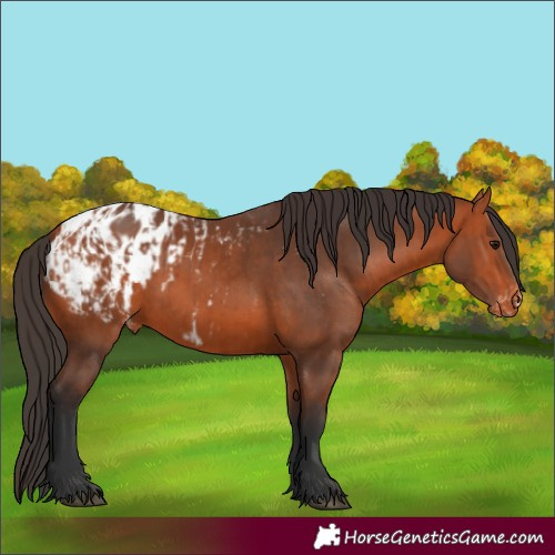 Horse Color:Bay Appaloosa  and Bay Appaloosa 