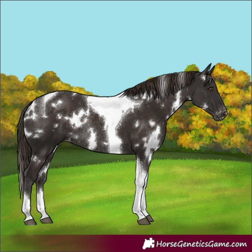 Horse Color:White Spotted Liver Chestnut Tobiano Varnish Rabicano 