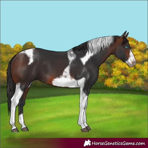 Horse Color:Brown Tobiano Frame 