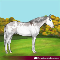Horse Color:Platinum White Spotted Silver Brown Dun Splash 