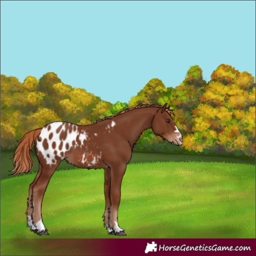Horse Color:Chestnut Blanket 