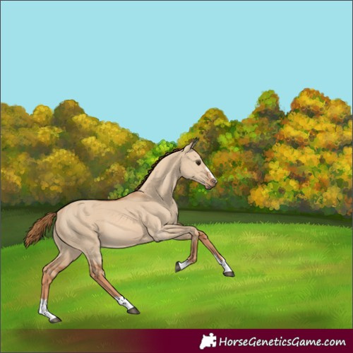 Horse Color:Red Dun