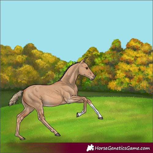 Horse Color:Red Dun Tobiano 
