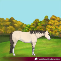 Horse Color:Buckskin Dun