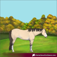 Horse Color:Buckskin Dun 