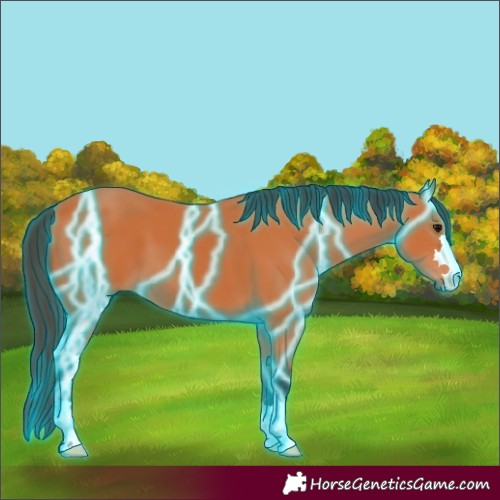 Horse Color:Thunderstruck Bay
