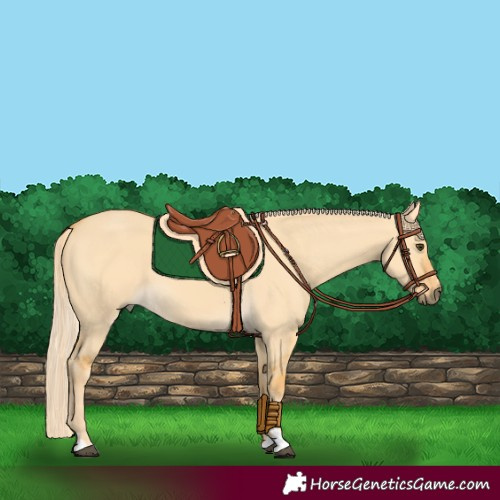 Horse Color:Palomino Dun 