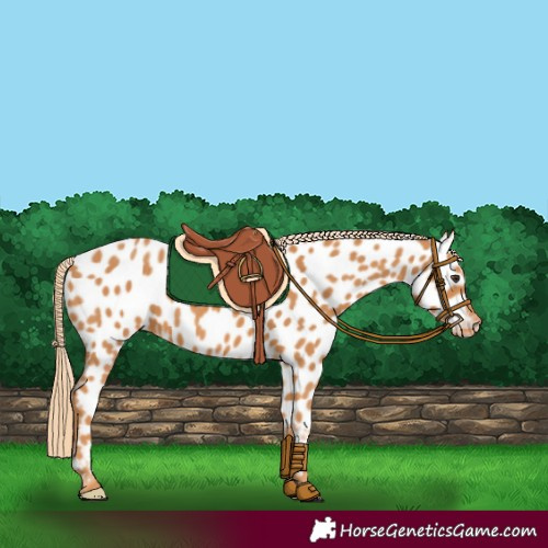 Horse Color:Chestnut Appaloosa 