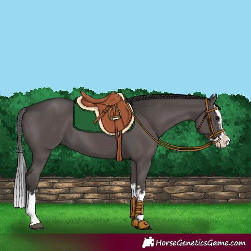 Horse Color:Smoky Black Splash 