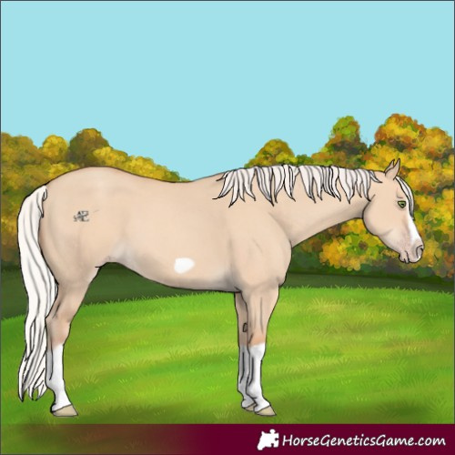 Horse Color:Silver Classic Champagne Dun Splash Frame 