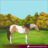 Horse Color:Buckskin Tobiano