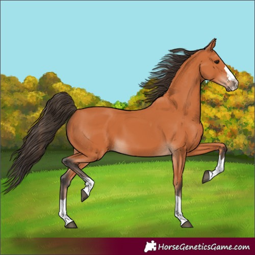 Horse Color:Bay 
