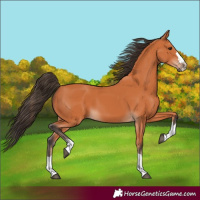 Horse Color:Bay 