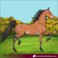 Horse Color:Bay 