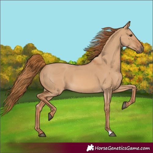 Horse Color:Red Dun 