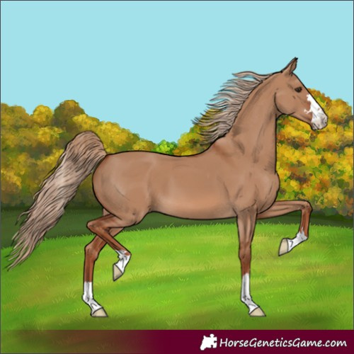 Horse Color:Red Dun