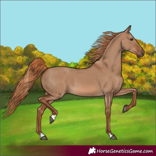 Horse Color:Red Dun 