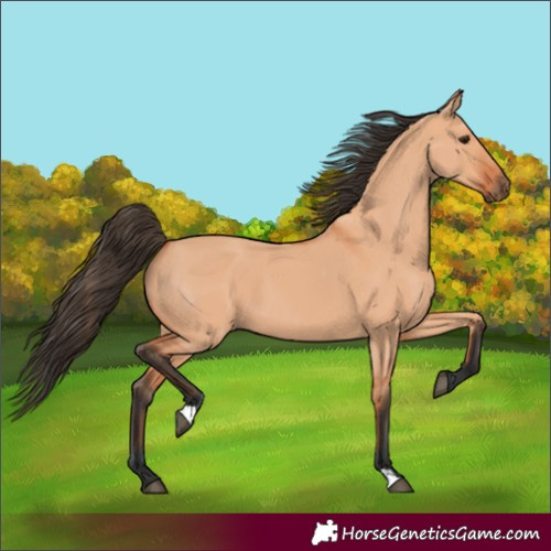 Horse Color:Bay Dun