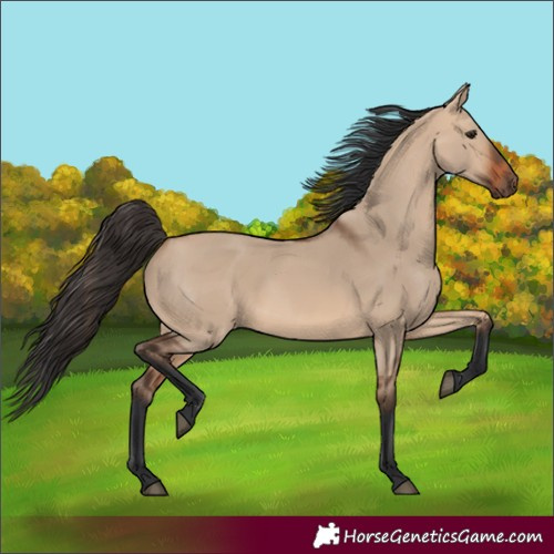 Horse Color:Bay Dun 