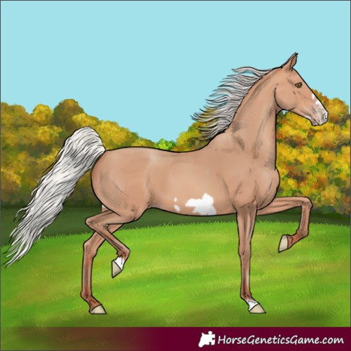 Horse Color:Silver Amber Champagne Frame 
