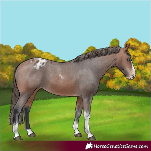 Horse Color:Bay Splash Tobiano Appaloosa  and Bay Splash Tobiano Appaloosa 