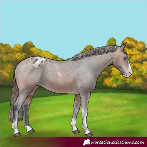 Horse Color:Bay Splash Tobiano Appaloosa  and Bay Splash Tobiano Appaloosa 