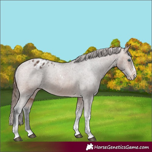 Horse Color:Bay Splash Tobiano Appaloosa and Bay Splash Tobiano Appaloosa