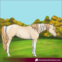 Horse Color:Smoky Black Pearl Tobiano Rabicano 