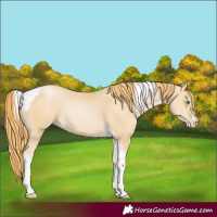 Horse Color:Smoky Black Pearl Tobiano Rabicano