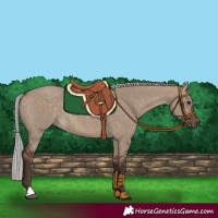 Horse Color:Silver Brown Dun Rabicano 