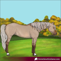Horse Color:Silver Brown Dun 