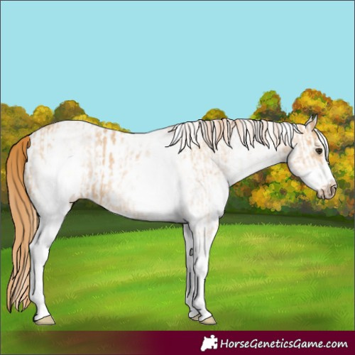 Horse Color:White Spotted Red Dun Rabicano  and White Spotted Red Dun Frame Rabicano 