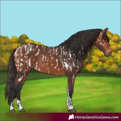 Horse Color:Bay Appaloosa  and Bay Tobiano 