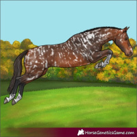 Horse Color:Bay Near Leopard and Bay Tobiano