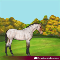 Horse Color:Bay Roan 