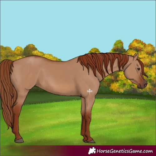 Horse Color:Red Dun 