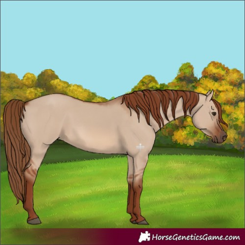 Horse Color:Red Dun 