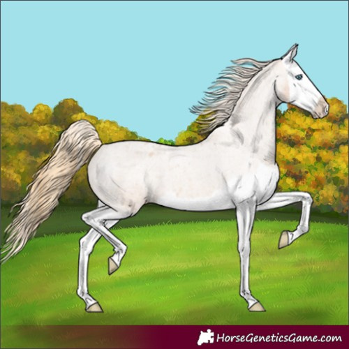 Horse Color:Red Roan Splash Varnish 