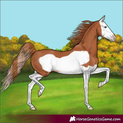 Horse Color:Chestnut Splash Frame 