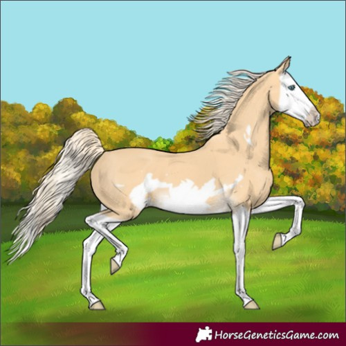 Horse Color:Palomino Splash Frame 