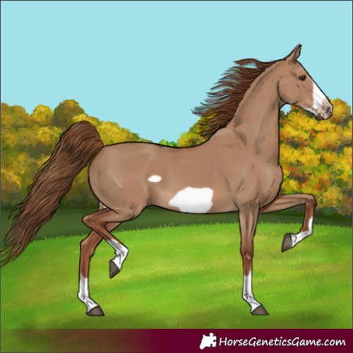 Horse Color:Red Dun Frame 