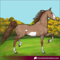 Horse Color:Red Dun Frame 