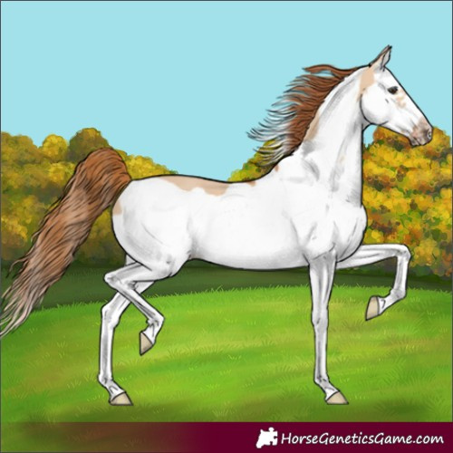 Horse Color:Red Dun Splash Frame 