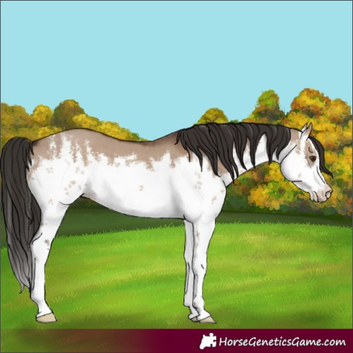 Horse Color:White Spotted Liver Red Dun 