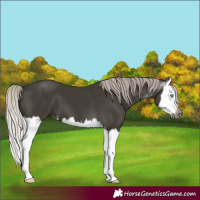 Horse Color:Gray Silver Black Splash