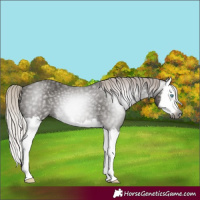 Horse Color:Gray Silver Black Splash 