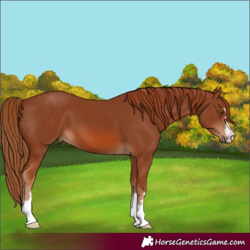 Horse Color:Chestnut 